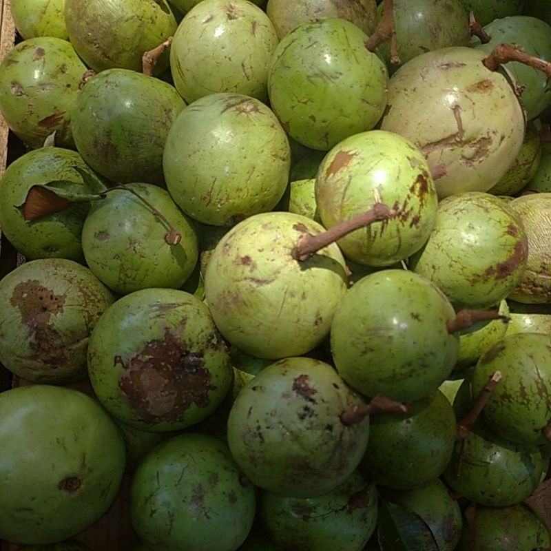 

BUAH GENITU GINITU KENITU SEGAR