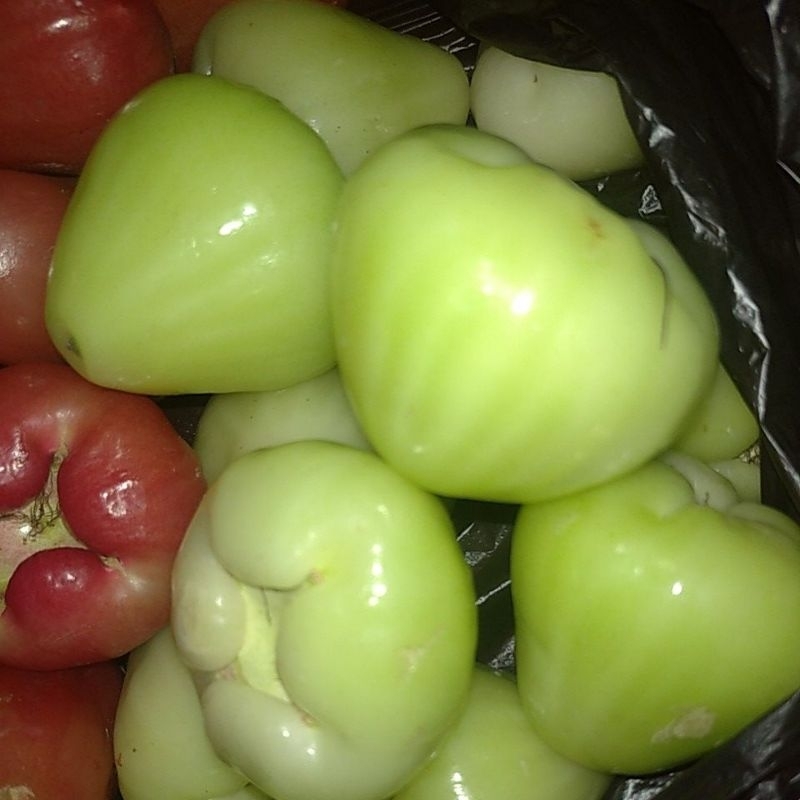

KLAMPOK /JAMBU AIR BUAH SEGAR minim order 3kg @ kilogram