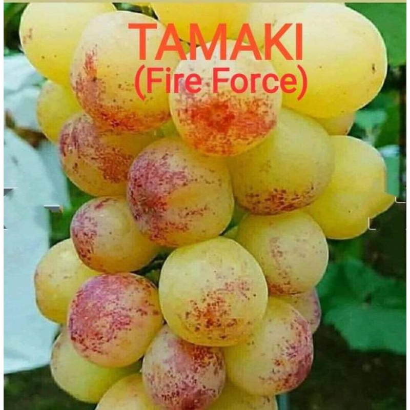 

anggur tamaki
