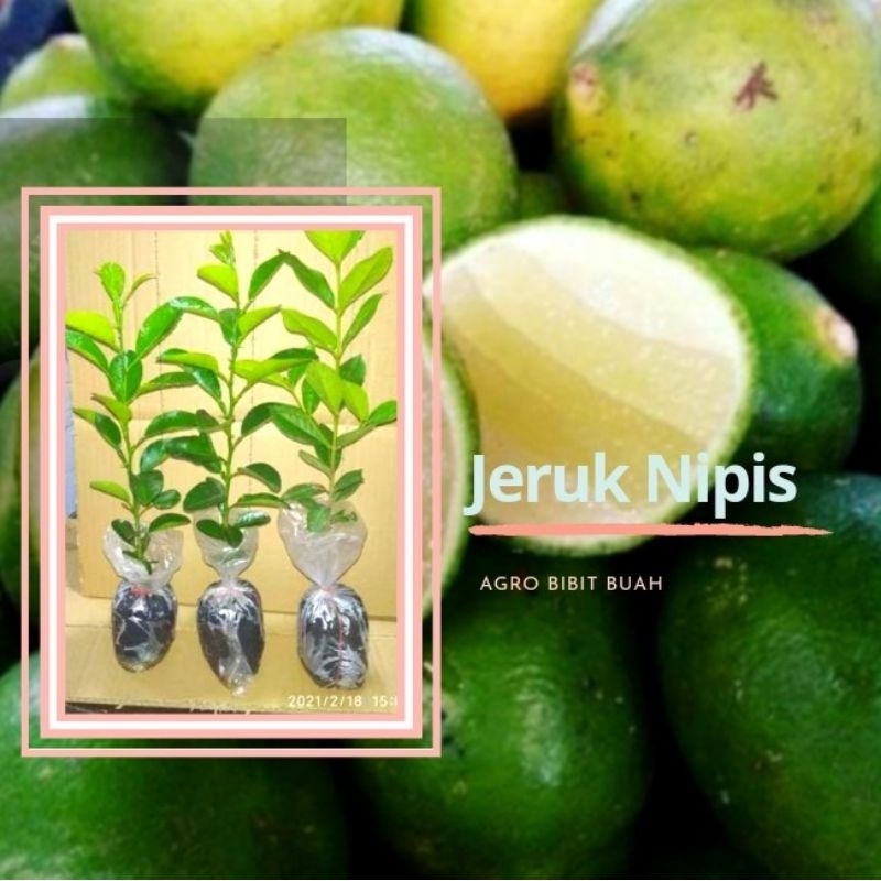 Bibit Jeruk Nipis Unggul