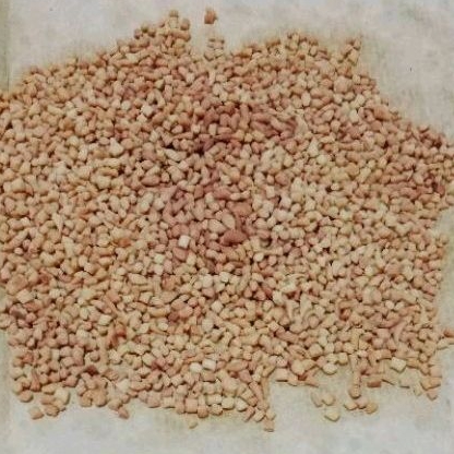 

Biji Ketapang DapurQ
