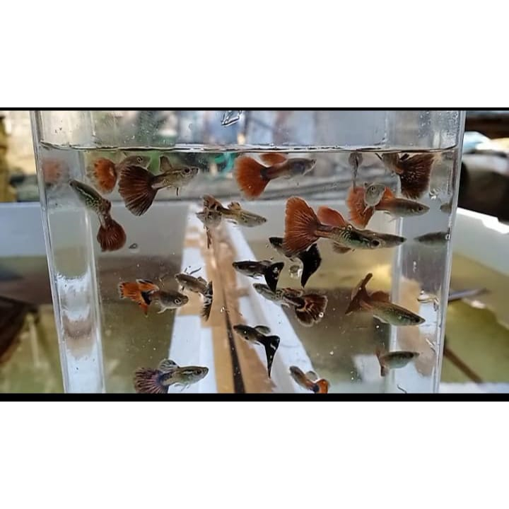 guppy mozaik cobra  mix jantan betina warna warni hiasan aquascape SPESIAL UNTUK HIASAN DEKORASI RUM
