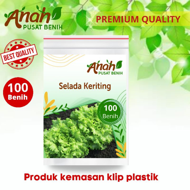 100 Biji benih sayur selada keriting Bibit sayuran selada air / benih selada