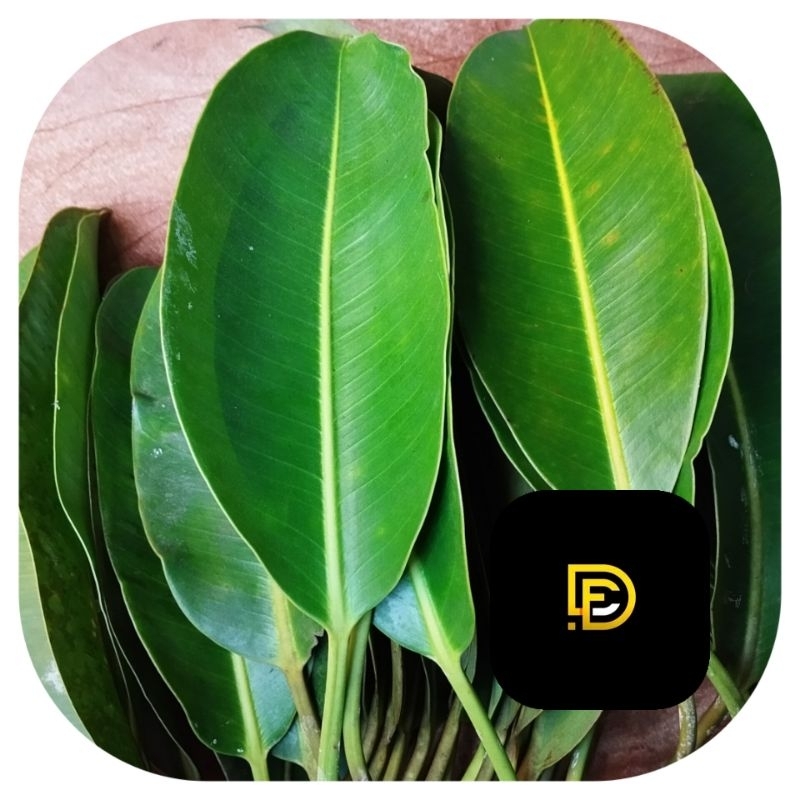 

Daun karet kebo segar super petik langsung 50 lembar-az