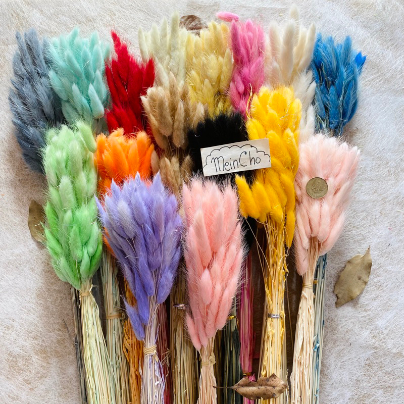 (50-60 tangkai) GROSIR Bunga Kering Dried Flower Lagurus Caspea Baby Breath Rustik