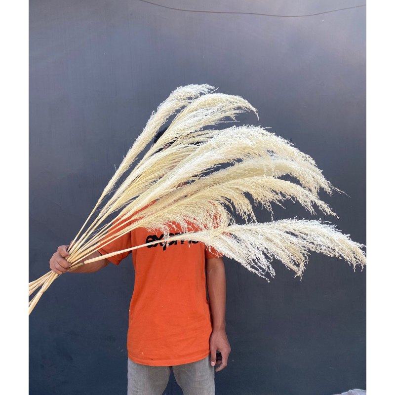 12 batang pampas bleacing | pampas bulu putih dekorasi rustic