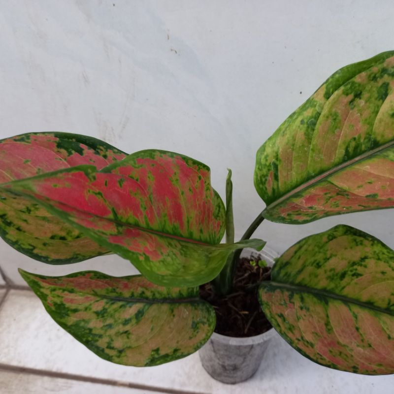tanaman aglonema red hengheng / red heng heng / heng2 merah / aglonema merah / aglonema belang merah