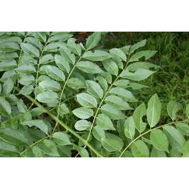 

DAUN GAMAL DAUN DADAP CANGKRING 1KG