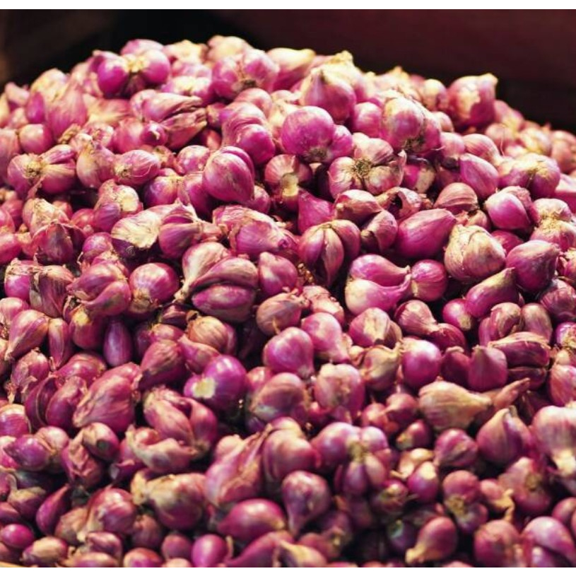 

bawang merah lokal pantai selatan