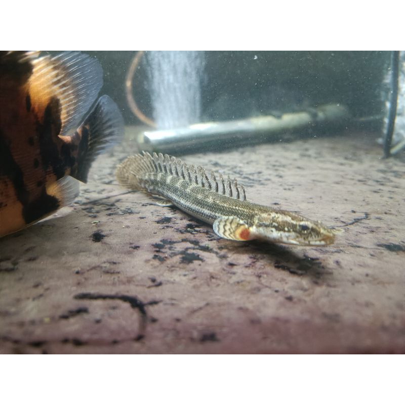 sticker PALMAS PBB 22-30cm SISA MINUS SIRIP KEGIGIT