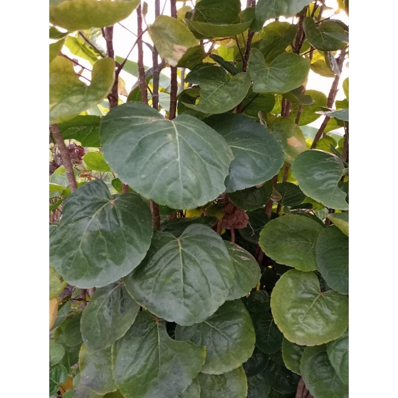 

Daun Mangkokan Segar 25 lembar