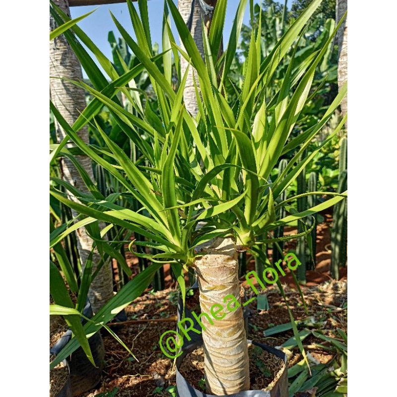 Tanaman hias Pandan Bali Bonsai - Pandan Bali cabang