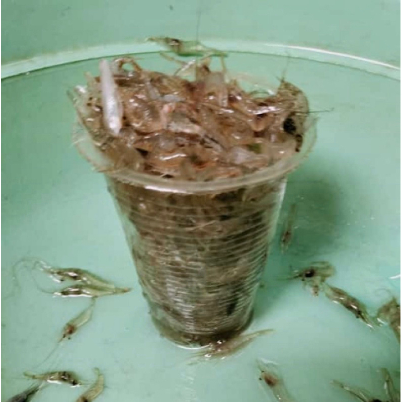 Udang hidup pakan predator