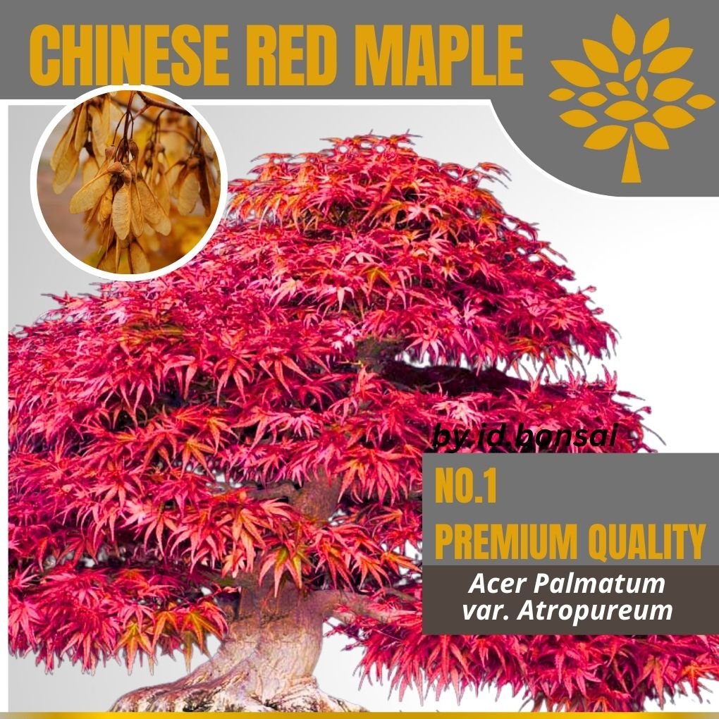Biji Bonsai Chinese Red Maple var. Atropurpureum | LANGKA
