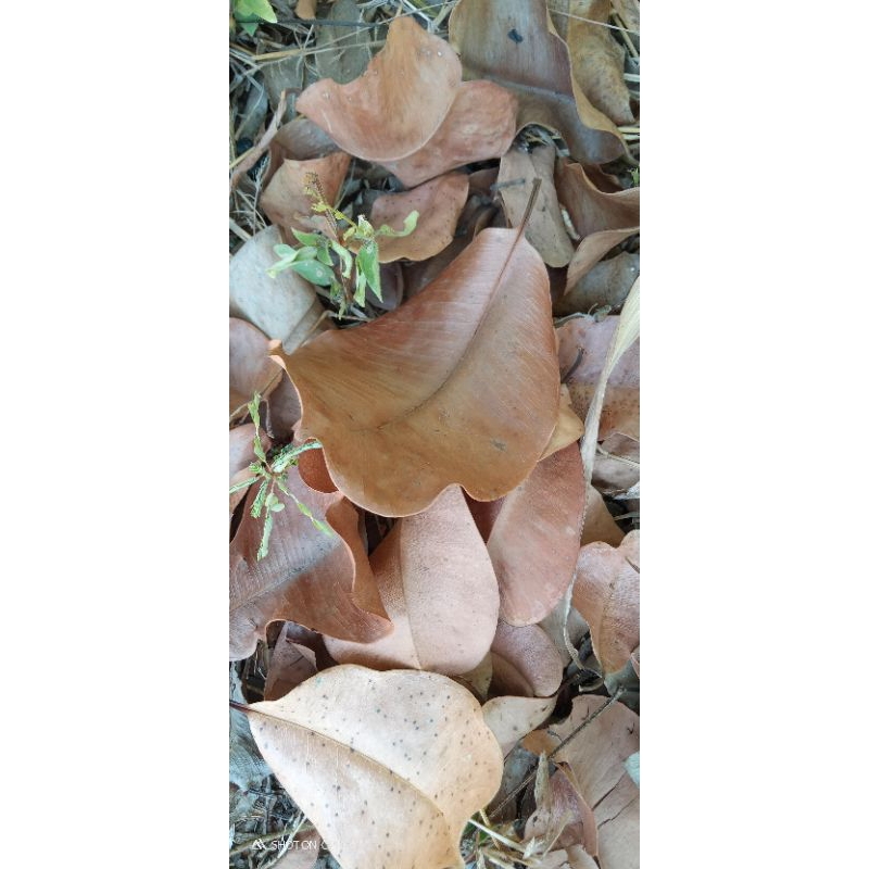 

1 DAUN KERING BUAH JUWET