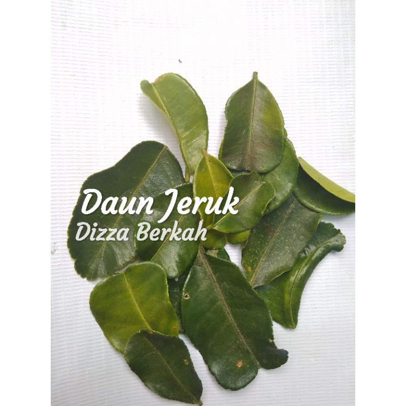 

DAUN JERUK/1 bungkus/bagus/pilihan/Dizza Berkah