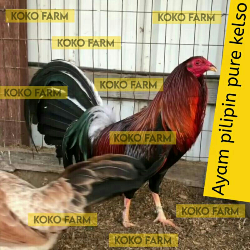 TELUR TETAS FERTIL AYAM ADUAN PILIPIN KELSO PURE PHILIPIN PHILIPINE KELSO IMPORT / TELUR AYAM LAGA J