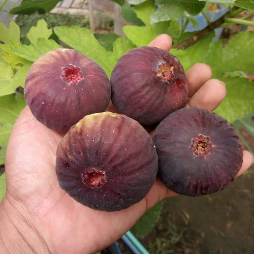 Buah Tin Merah Jumbo