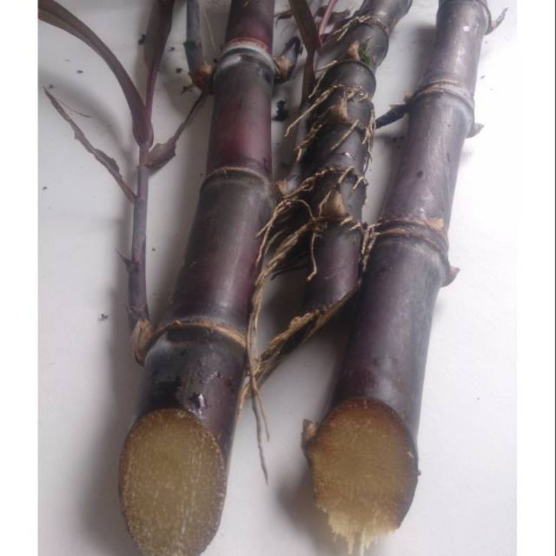 tebu Wulung / tebu hitam