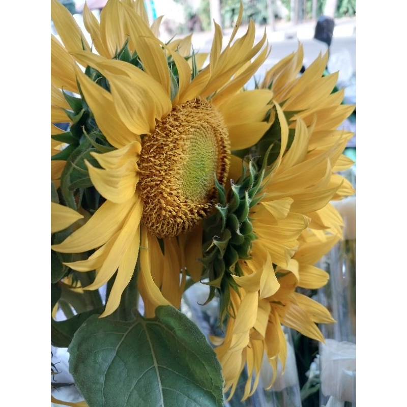 bunga matahari | harga pertangkai | bunga hidup