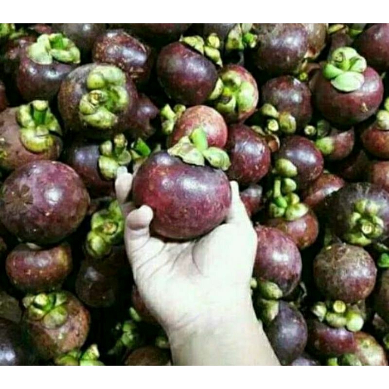 

manggis cerry manis 1kg