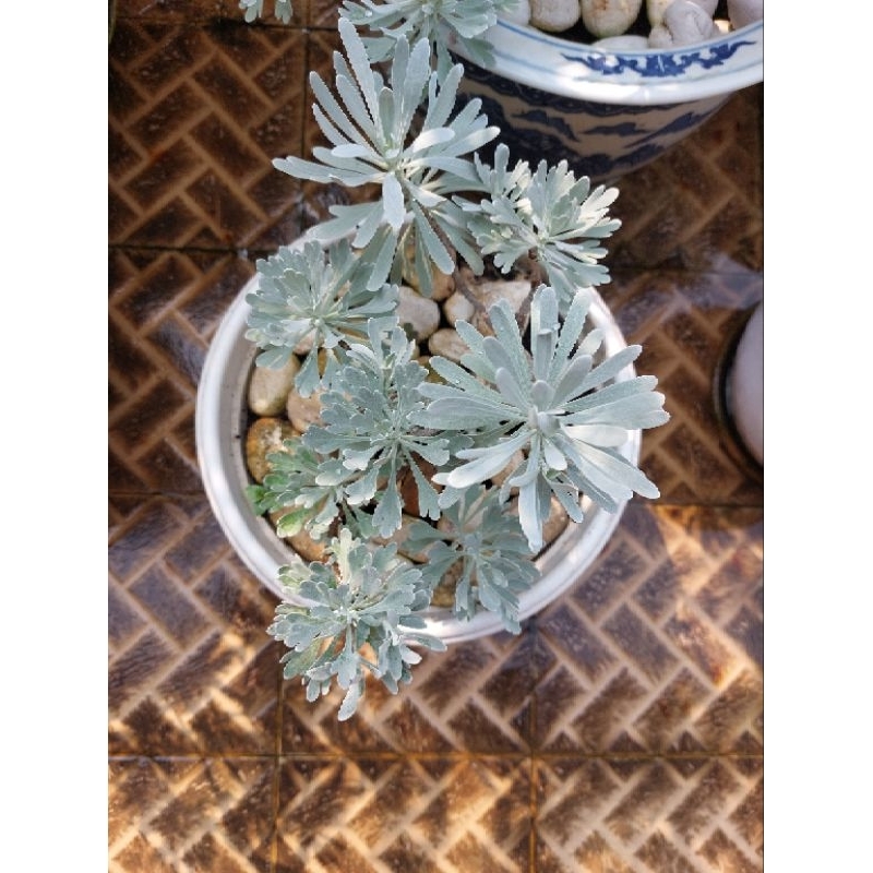 tanaman hias puyong daun lebat