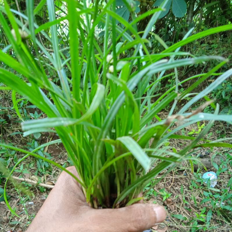 

Rumput Teki Segar 300 gram
