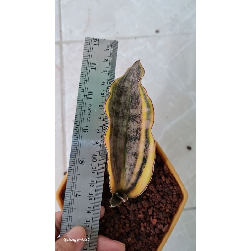 Sansevieria Kirkii Coppertone Varigata