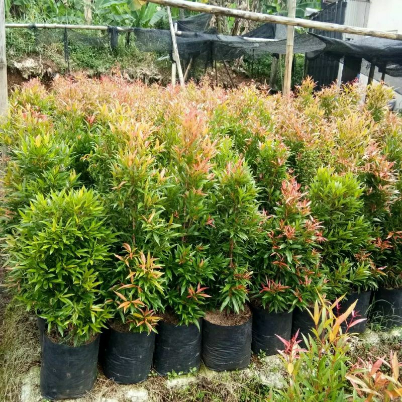BIBIT PUCUK MERAH TINGGI 1 METER