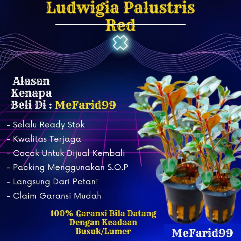 Ludwigia Palustris Super Red Tanaman Aquascape Tanpa Co2 (Tanaman Aquascape Tumbuhan Air)