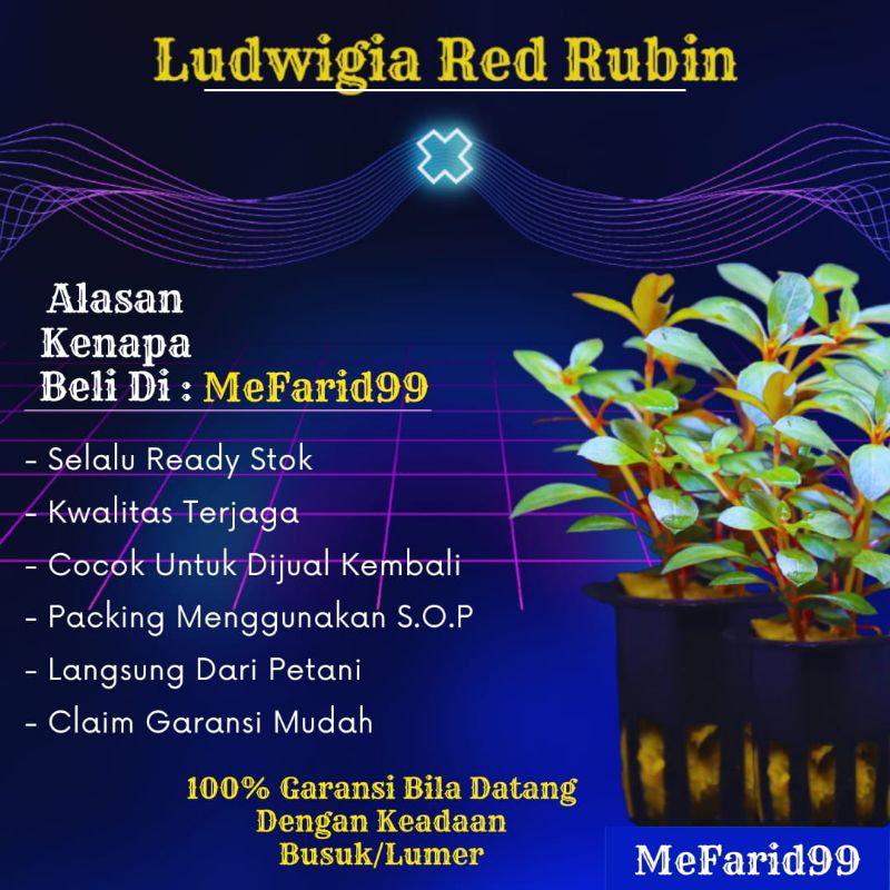 Ludwigia Red Rubin Tanaman Aquascape Tanpa Co2 (Tanaman Air Akuarium Aquascape)
