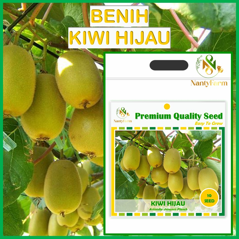 Benih Biji Buah Kiwi Hijau Green Kiwi 10 Biji