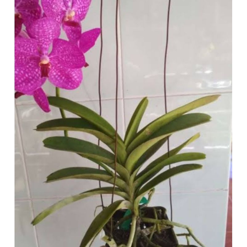anggrek vanda mokara dewasa siap berbunga
