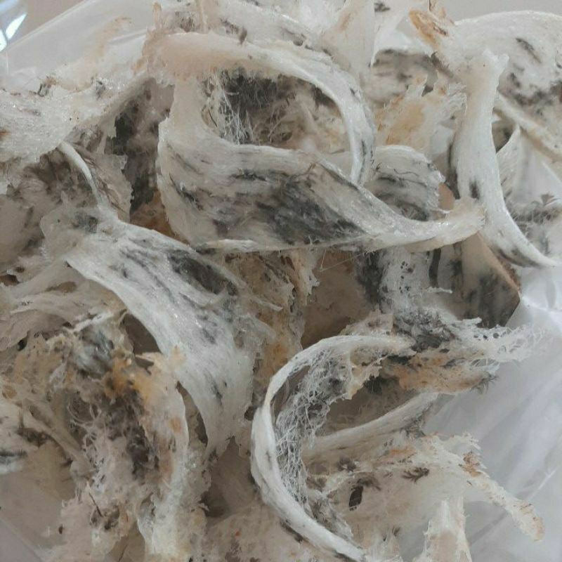 

Sarang walet asli /sarang walet mangkok/ birdnest