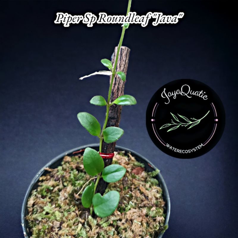 PIPER SP ROUNDLEAF "JAVA" - TANAMAN HIAS RAMBAT PALUDARIUM TERRARIUM JUNGLEPLANT