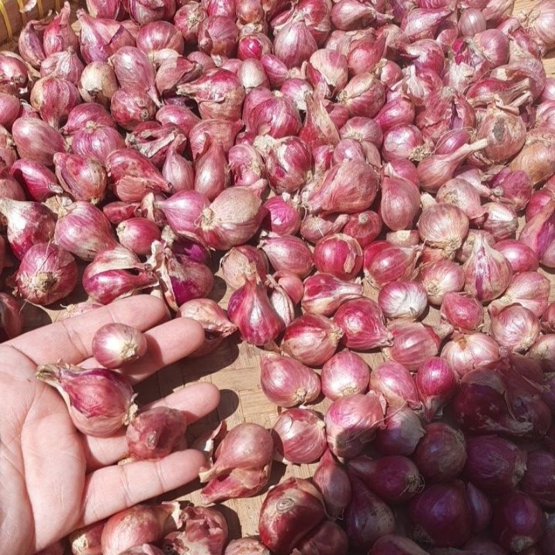 

bawang merah nganjuk.