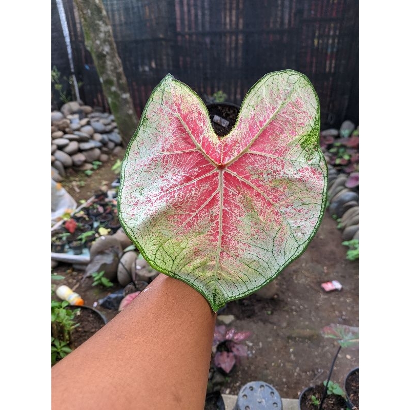 caladium hybrid