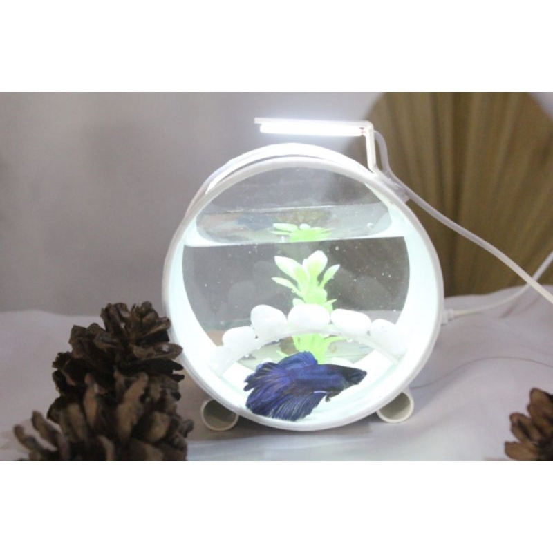 Akuarium Mini Ikan Cupang/ Akuarium Bulat