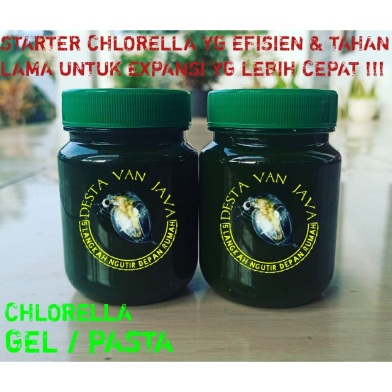 CHLORELLA GEL / PASTA ( STARTER KULTUR CHLORELLA )