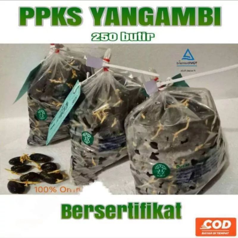 DxP PPKS YANGAMBI BERSERTIFIKAT UNGGULAN 250BUTIR