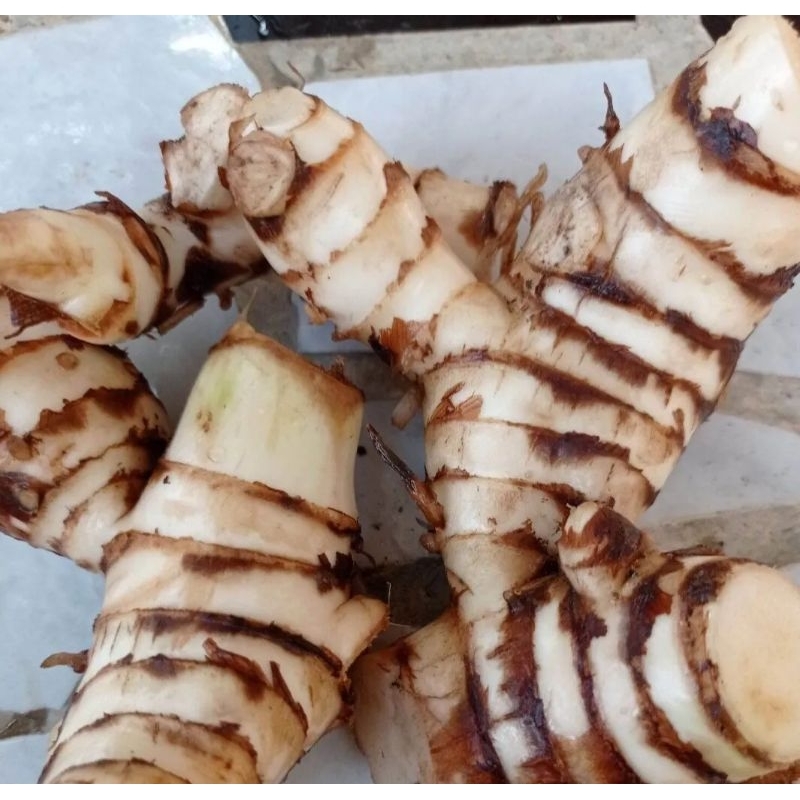 1kg umbi ganyong putih fresh