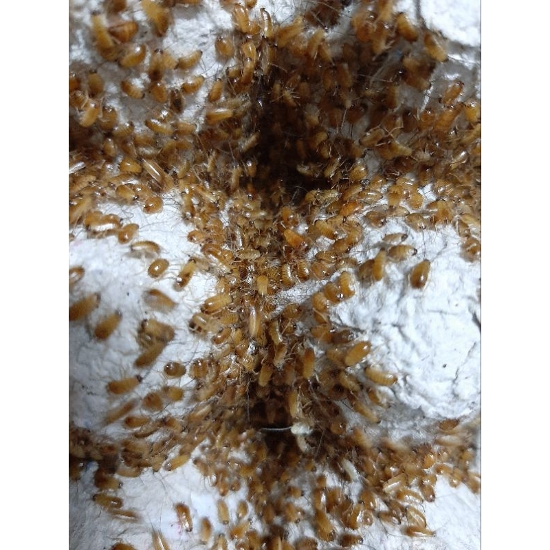 kecoa turkish baby/nimfa/nymph pakan baby chame, bired dragon dll