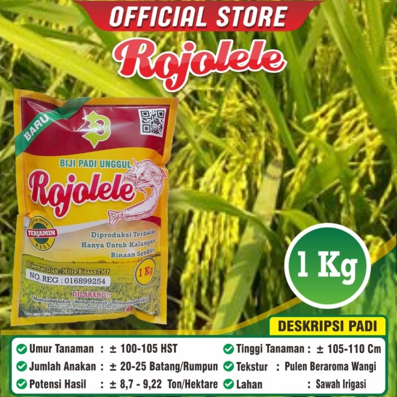 Padi Rojolele / Biji Padi Rojolele / Biji Padi Unggul Rojolele