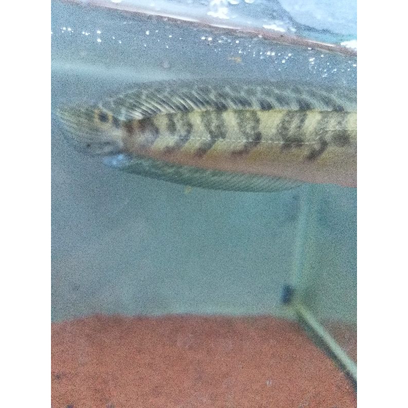 PATUNG MARU YS 9-20CM BATIK + BAR RAPI