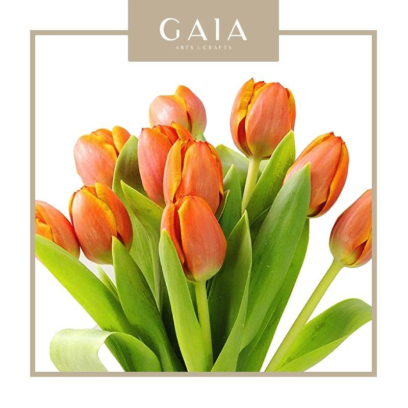 Bunga Tangkai Segar Tulip asli Fresh warna Orange