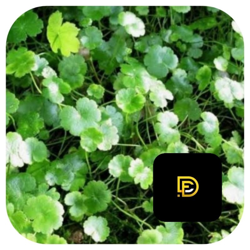 

Daun semanggi gunung daun patikim segar 500 gram-az