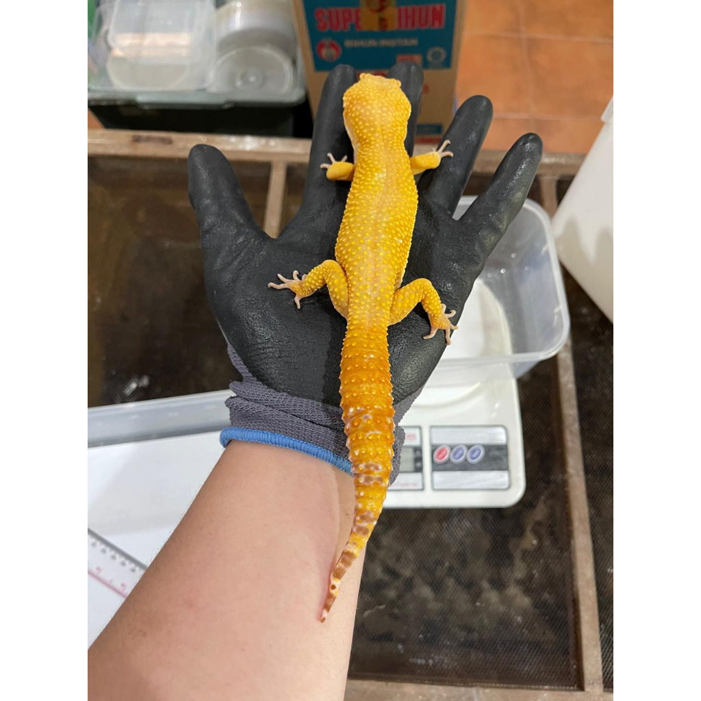 MAINAN - VIP GECKO GECKO ADULT KURLEB 24,5 - 25 CM