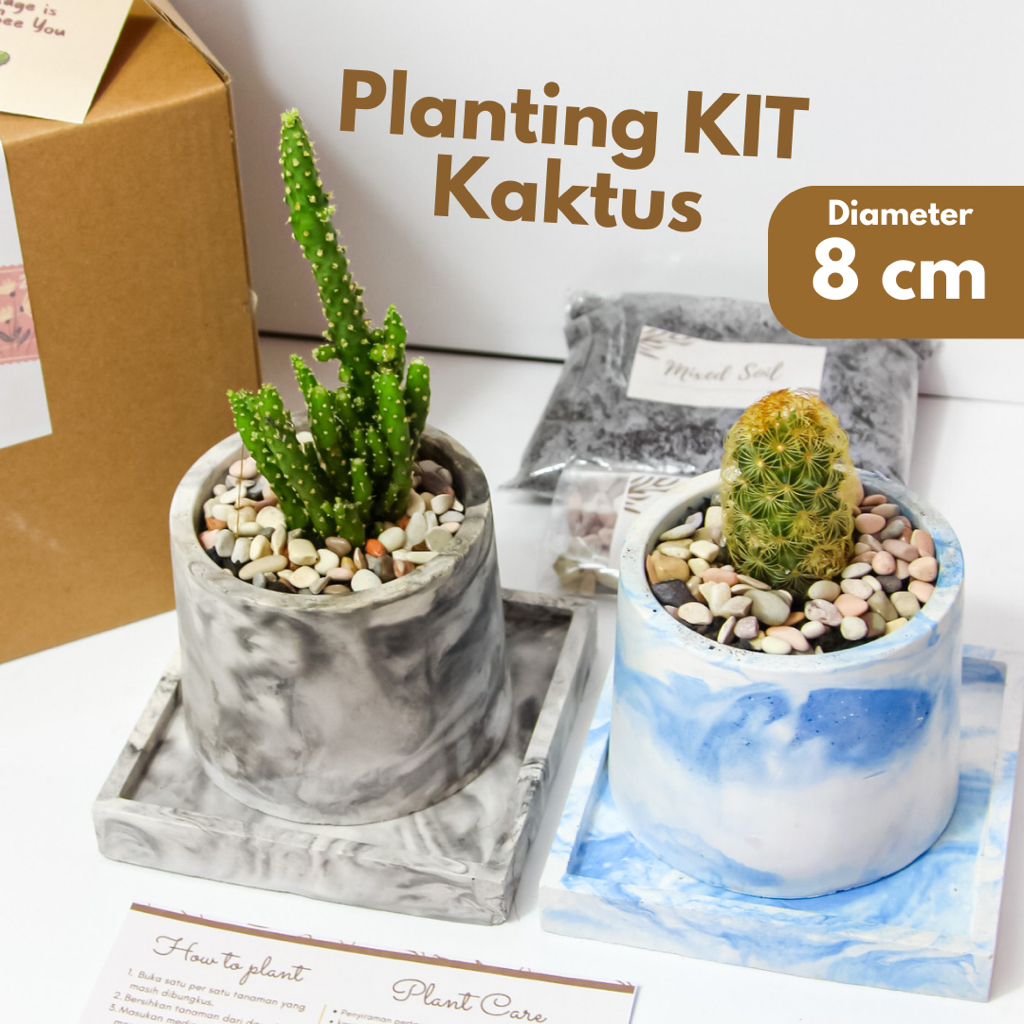 Gift Hadiah Planting Kit Kaktus Hidup - Hampers Birthday / Graduation / Wedding - Pot Olif 8 Cm Cust