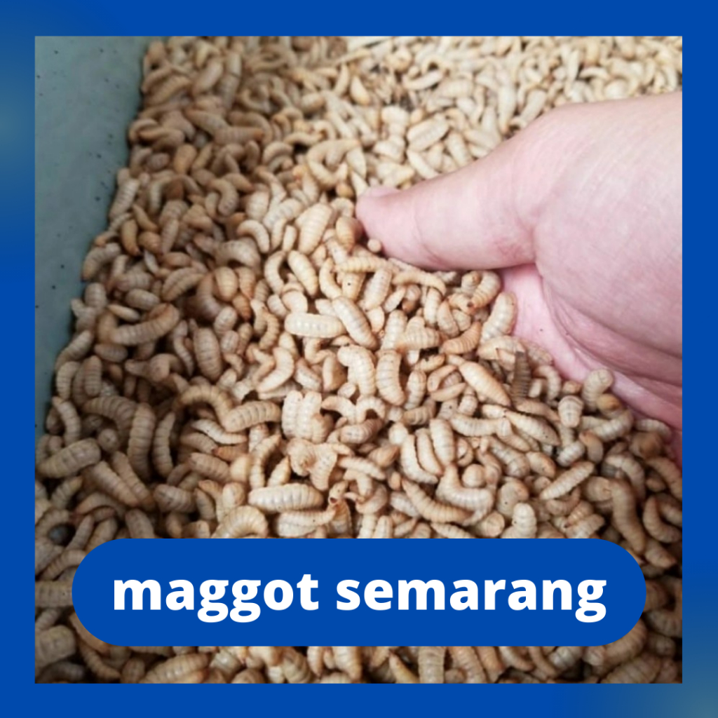 Maggot bsf Hidup Fresh ( larvae bsf ) 1KG