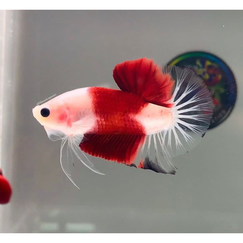 Cupang galaxy cello proses mutasi N0toL-Not0L